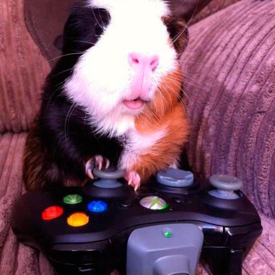 #gamedev Читаю взаимно всех. #ВзаимныйФолловинг / #ЧитаюВзаимно