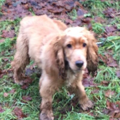 orange_ozzy's profile picture. hello im Ozzy the cocker spaniel. im not quite 1 yet but day say im a big boy. me loves zooming and eating..proud member of da #zombiesquad
