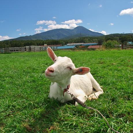 BokobeTam's profile picture. 