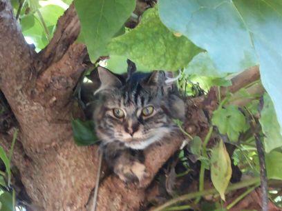 IndevelopmentJR's profile picture. professional in OS