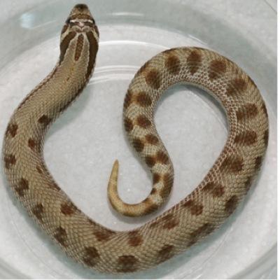 libswhsnakes's profile picture. Just starting to build a little collection of hogs, with the intention of trying to breed quality healthy little snakes. Currently based in the UK.