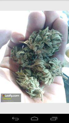 This is my life, and I live it how I want... Stoned         I prefer the term Marijuana Enthusiast