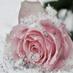 Smo0o0rh آلَ مِطٌوِع (@smar11220) Twitter profile photo Smo0o0rh آلَ مِطٌوِع (@smar11220) Twitter profile photo