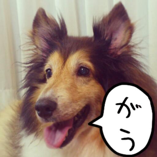 社会人12年目の犬。映画、ごはんとか酒。ほとんど犬。犬をたくさんRTして、なるべくみんなが楽しめる日常をお送りします。