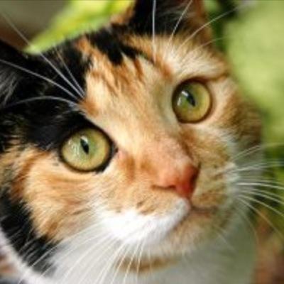 { 10 Moons } {Walking in StarClan } { Mentor was @SnowLeopardMax } ❤Handsome mate is @Pippin_cat❤ I have 2 beautiful kits!
