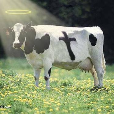Holy cow! We post hilarious Christian jokes for you to read, share and enjoy!
