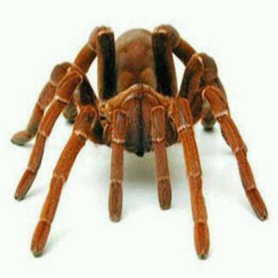 CHAMPIONSPAXX's profile picture. 