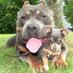 Pit Bull (@savethepit2015) Twitter profile photo Pit Bull (@savethepit2015) Twitter profile photo