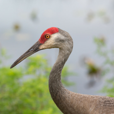 LWRexplorer's profile picture. The LakewoodRanch, Florida Lifestyle.