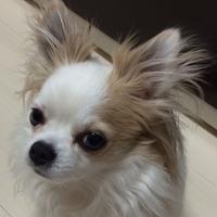 KЁiкO (@kotolla) 's Twitter Profile