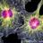 GFA_cytoskelly's profile image