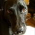 Bill and Thomas dog (@billinsoton) Twitter profile photo Bill and Thomas dog (@billinsoton) Twitter profile photo