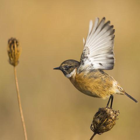 Wildlife and nature photographer