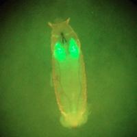 Autophagy Papers (@autophagypapers) 's Twitter Profile Photo Autophagy Papers (@autophagypapers) 's Twitter Profile Photo