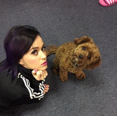 KatyCat ❤Nialler