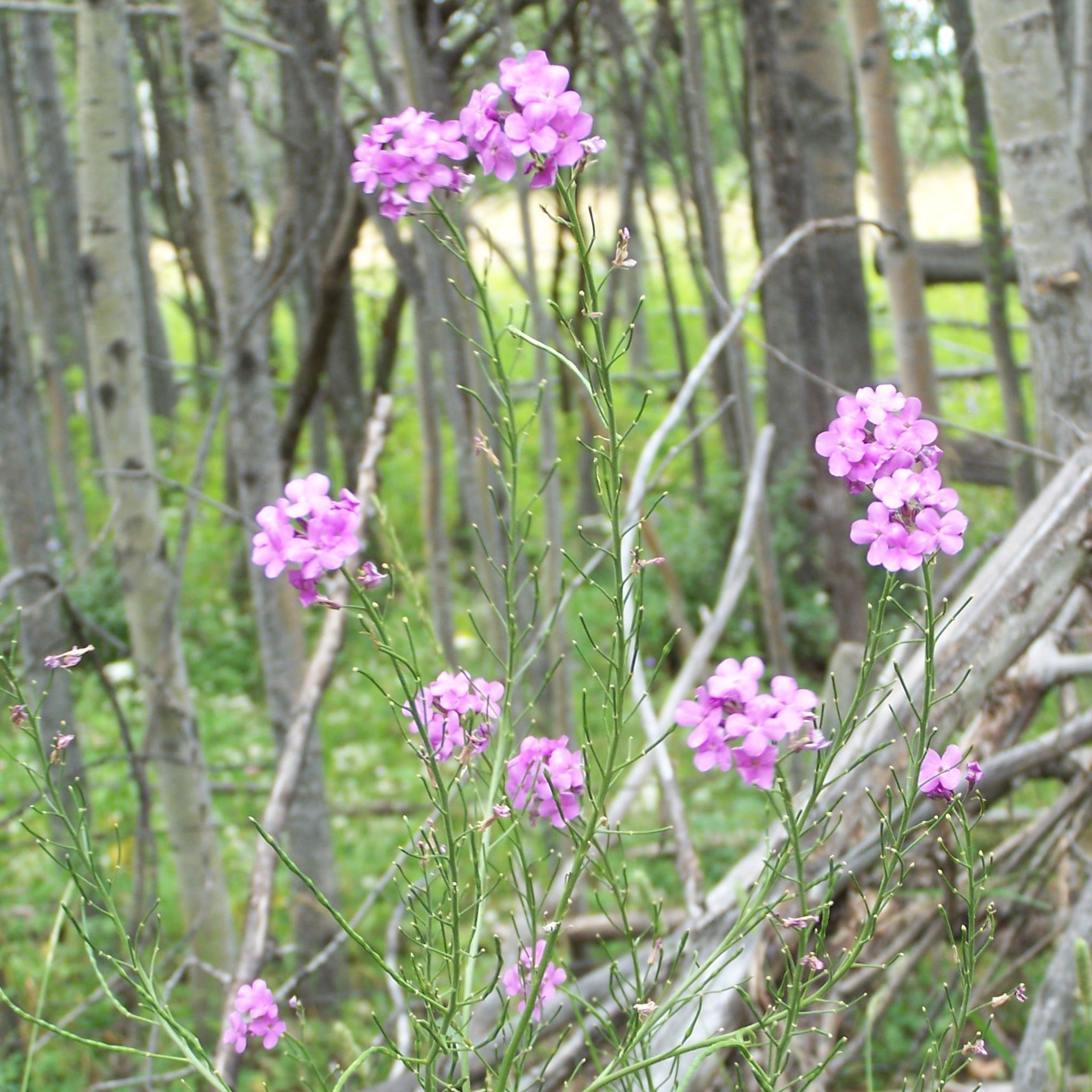 doublem_ranch's profile picture. 