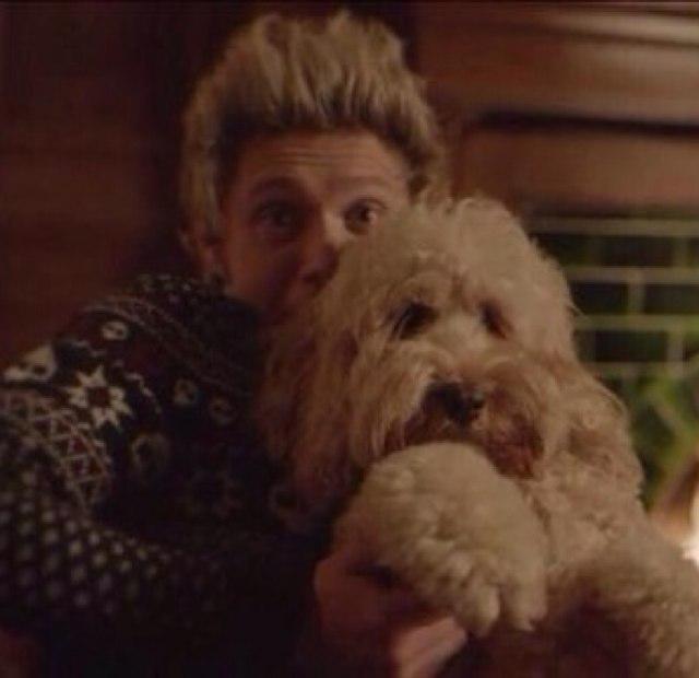 ☆ 1D are cute, but 1D as dogs are cuter! ☆ Follow our main accounts @backslasharry @thirstyforzarry