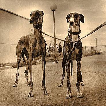 galgosdecasta's profile picture. 