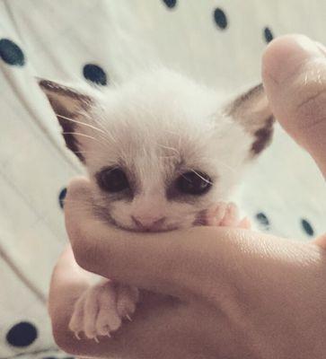 だ わ せ