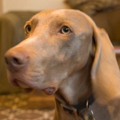 I'm a daft, mad Weimaraner. Gonna be 13 years old soon, which is one year older than last year I think.