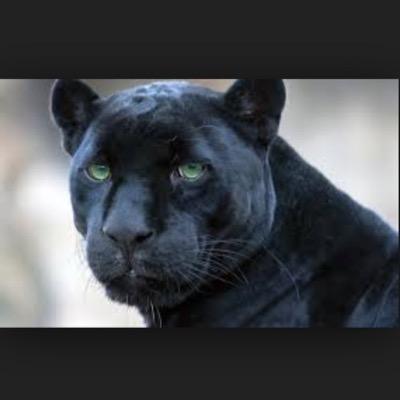 TheGrovesFinest's profile picture. Less Fighting more Loving