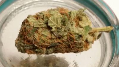 Phatbuds's profile picture. 