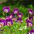 aliceydallassy's profile image