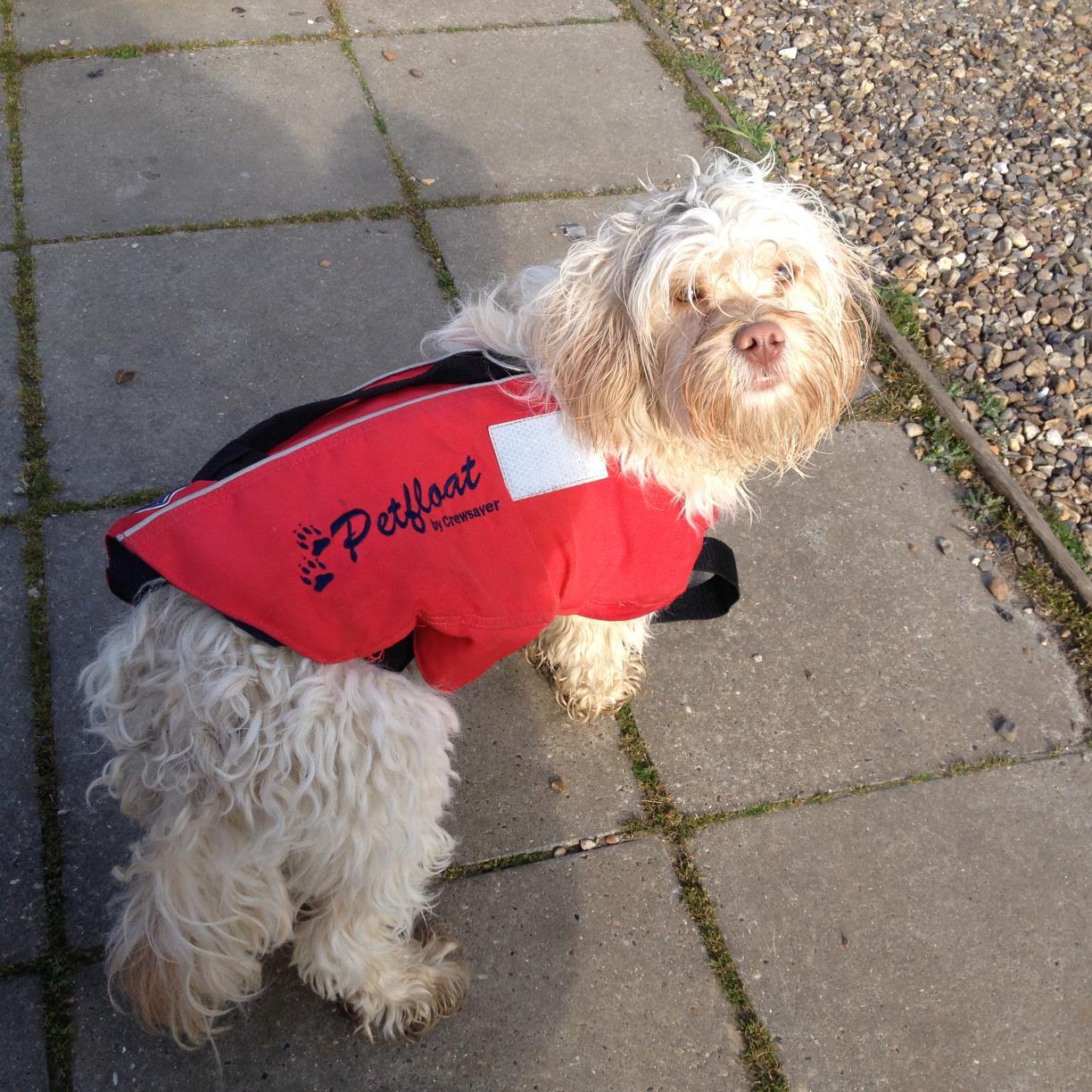 LarryCockapoo's profile picture. 