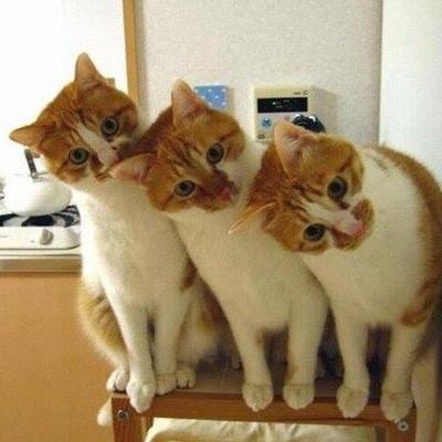 Happy Cat Says Yes Happy Cat Quickmeme