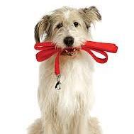 Helping find new homes for dogs in rescue