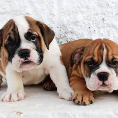 Cuenta del blog Mi Bulldog Inglés Argentina.
#mibulldogingles https://t.co/Q48cRyltay… 
@mibulldogingles
https://t.co/wg15pvePPf