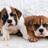 mibulldogingles's profile image