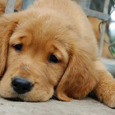 Trying to spread the word about animal abuse around the world! Trying to reach 1K followers, plz follow back