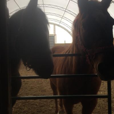 Not sure what I'm doing in the horse industry but I know where I'm going. Asspiring to be a Vet specializing in equine. Currently hunter but switching it up