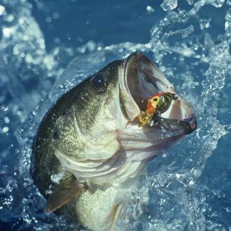 Give a man a fish, feed him for a day, teach him how to fish, feed him for life.