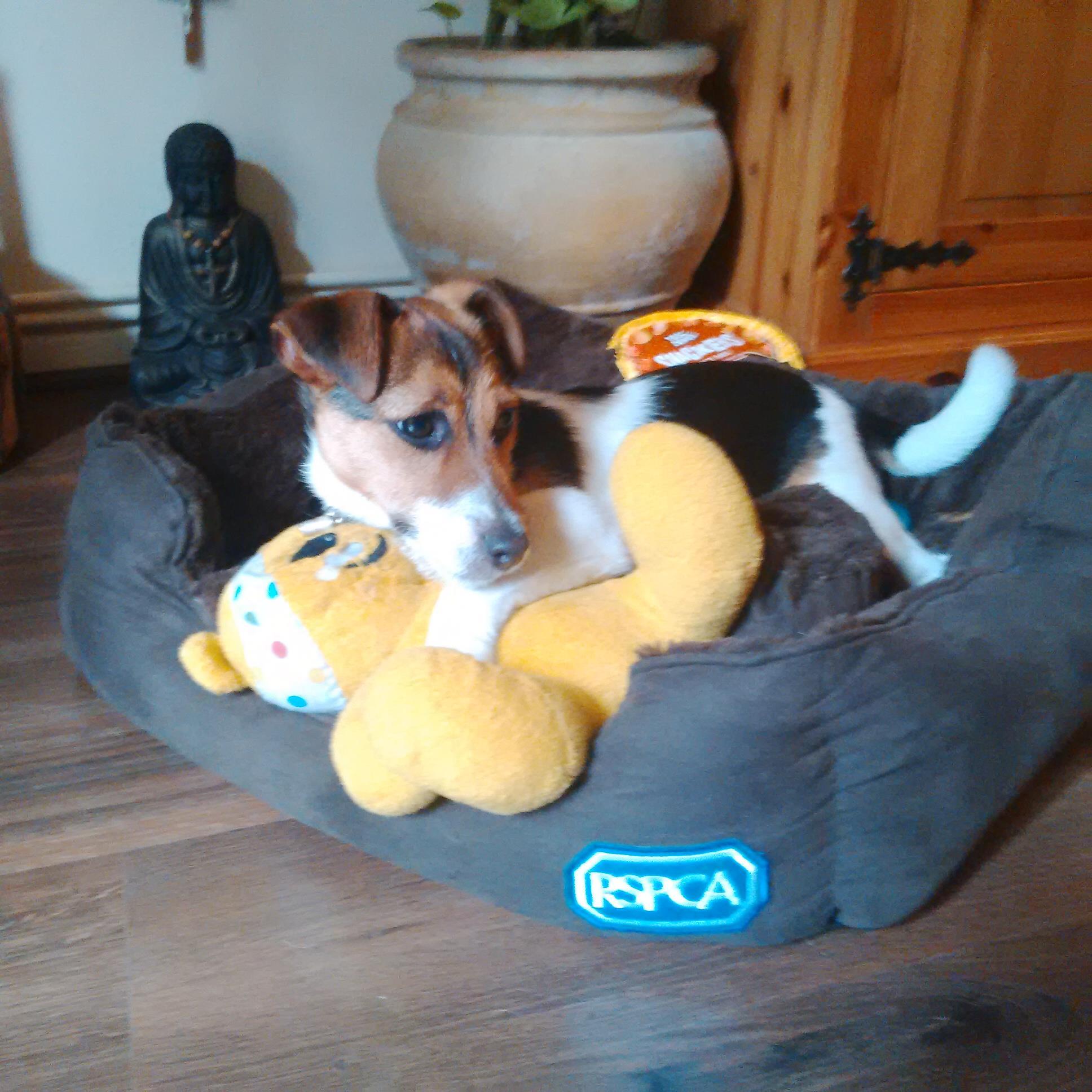 Top dog ov levy