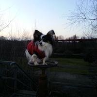 Idefix (@idefix234) 's Twitter Profile