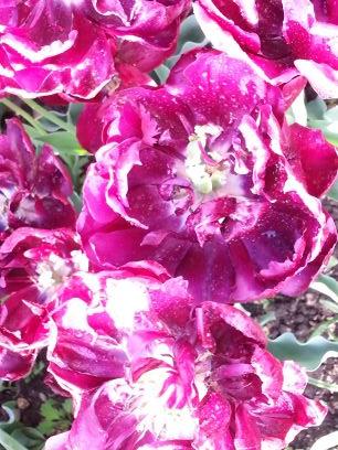 LeetchiHuahua's profile picture. 