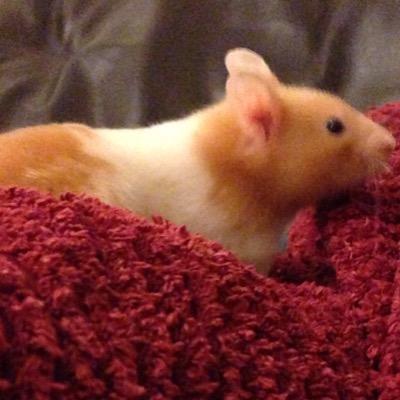 rickithehammy's profile picture. living the dream in the diff  one day I'll make it big.. for enquires contact my agent chris_Mmmay