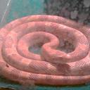 Amanda Matlock - @irishpanda1991 - Twitter