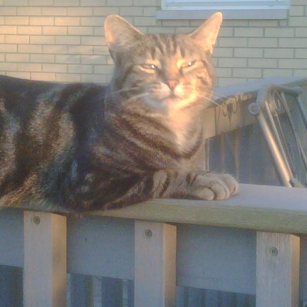 jsp1965's profile picture. Lover of all of God's creatures and hope for the day there will be no suffering animals.