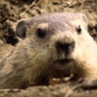 dmhinnyc (@dmhinnyc) 's Twitter Profile