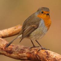 Peter Macdonald (@pmacdonaldphoto) Twitter profile photo