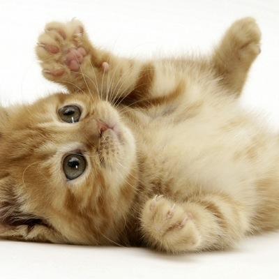 kitty is coming after u!!!!!