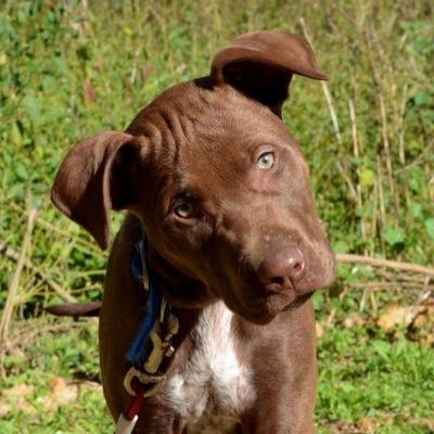 Nottingham charity to help our homeless friends with pets. Founders are Sharon and Yvez. Inspired by Simon and lovely Marley. Please help us.