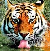 p_mantoko79's profile picture. 