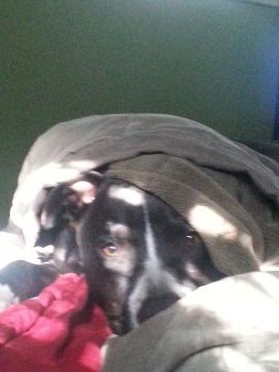 I like dags.