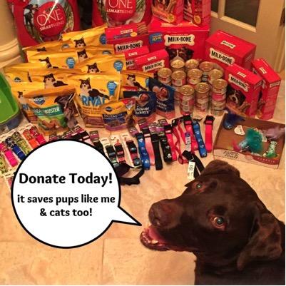 PawsForRescue_'s profile picture. *We Are A Group For A Cause* Cross posting & collecting donations for shelter animals. Adopt,Don't Shop! RT & Follow!