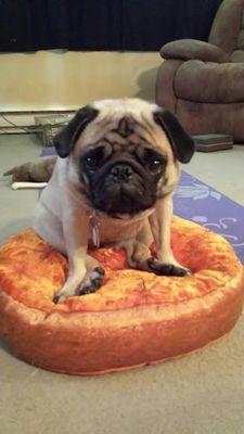 I love my pugs and cats. ☆ ♡