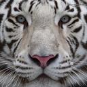 Tony Olivas - @TonyOlivas3 - Twitter